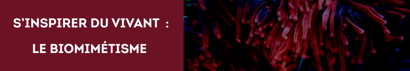 construction_ecologique_biomimetisme