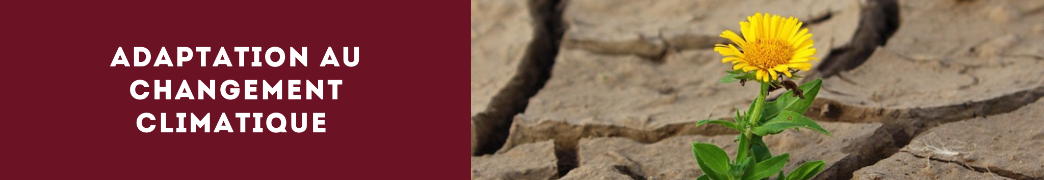 L’adaptation des bâtiments aux changements climatiques : un enjeu majeur