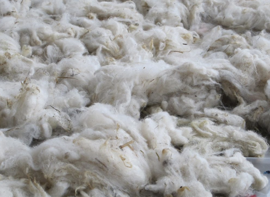 isoler en fibres animales