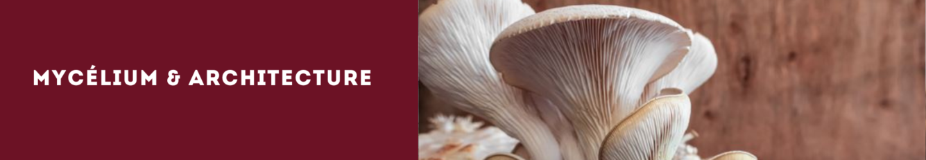 Mycélium & Architecture