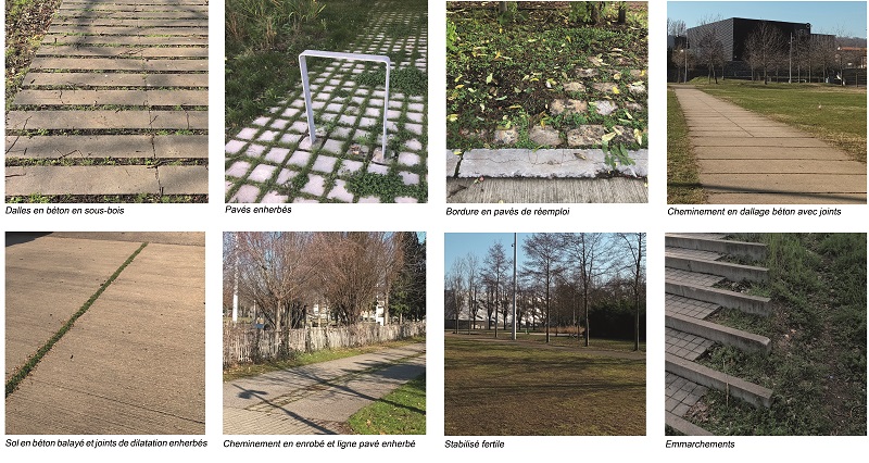 4_inventaire des sols perméables du parc François Mitterrand © Orlane Huitric